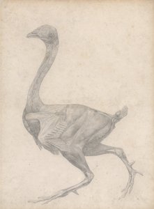 A Comparative Anatomical Exposition of the Structure of the Human Body with that of a Tiger and a Cow